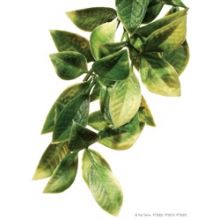 1 Exo Plastic Mandarin Shrub